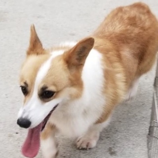 コーギーの女の子