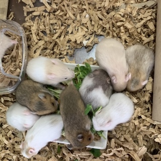 ゴールデンハムスター里親様決定