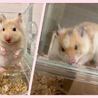 ゴールデンハムスター里親様決定 サムネイル2