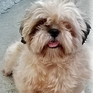 シーズーの女の子