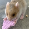 ゴールデンハムスター里親様決定 サムネイル5