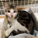 人懐っこく甘えん坊の白キジトラちゃん