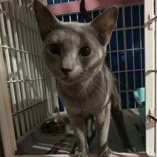 ロシアンブルー 男の子