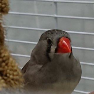 可愛いキンカチョウノーマルの女の子です。