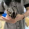 フクロモモンガ 男の子 1歳 ノーマル サムネイル3