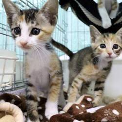 三重県津市　６月２３日(日）ほんわか猫な日々子猫の譲渡会