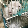 ジャンガリアンハムスター♪ サムネイル3