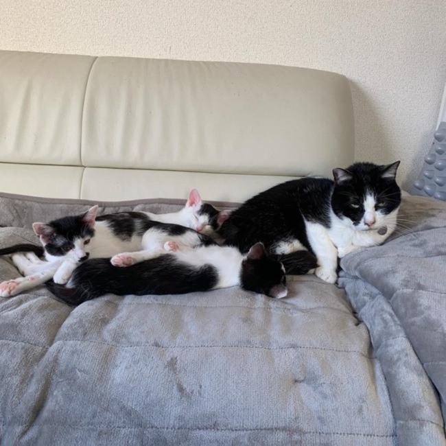 あにふる ほごねこ部のカバー写真