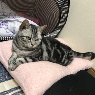 成猫3歳アメショの女の子です！