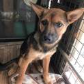 生後3か月仔犬 男の子  