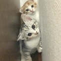 4/15生の2匹の子猫。1匹ずつお譲りします。