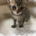 人なつっこいキジトラちゃんです♡