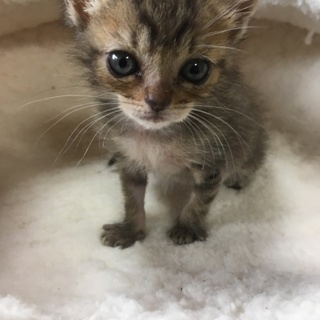 人なつっこいキジトラちゃんです♡