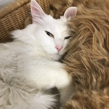 パパンとねんね