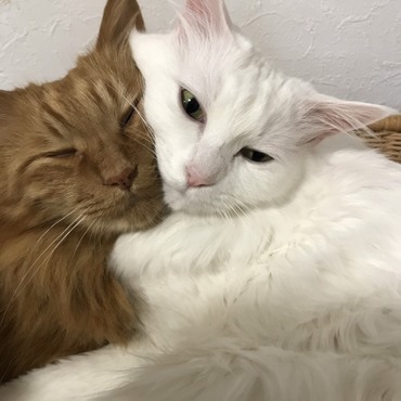 パパンとねんね