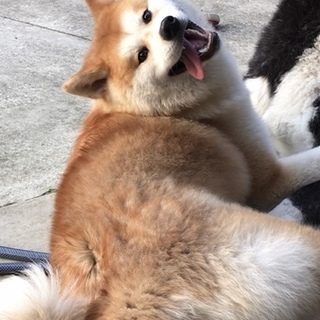 秋田犬 10カ月 女の子 血統書有