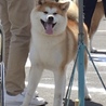 秋田犬 10カ月 女の子 血統書有 サムネイル3