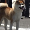 秋田犬 10カ月 女の子 血統書有 サムネイル4