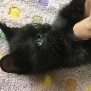 元気な黒猫くんです♡