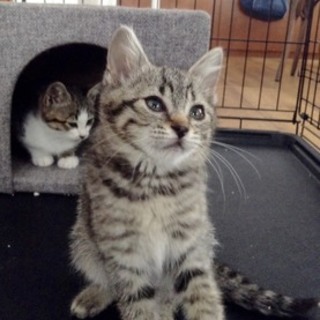 【１ヶ月半】美猫のキジトラちゃん！
