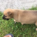 南城市 仔犬 オス