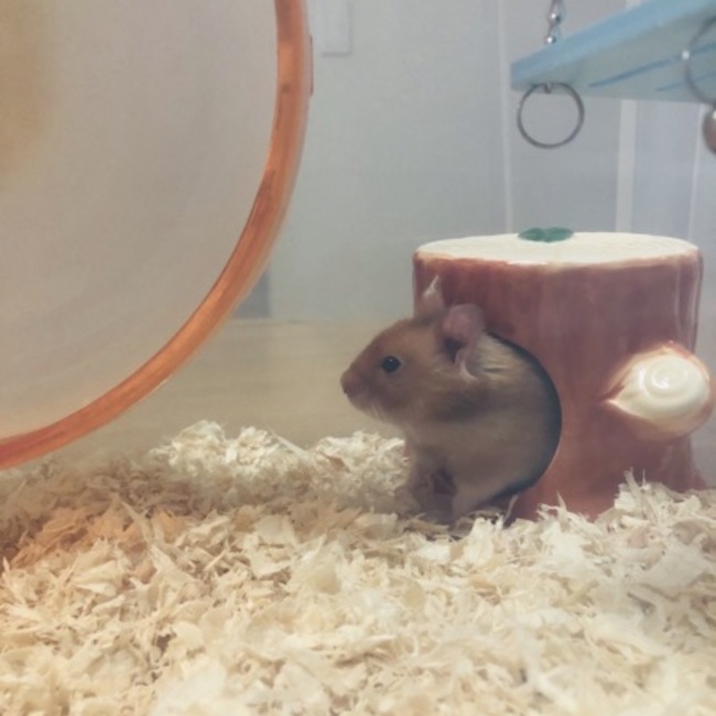 ルミックマのカバー写真