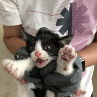 子猫ちゃんもらって下さい