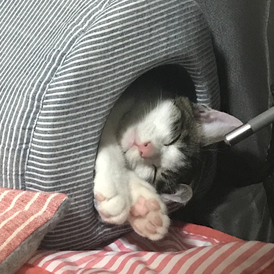 ちくわのカバー写真