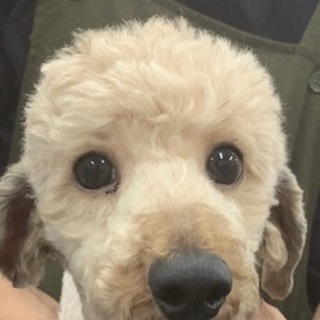 プードルの男の子