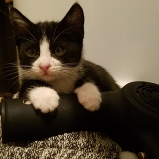 保健所保護猫 ハチワレ１ヶ月半子猫里親募集