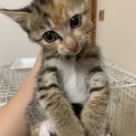 かわいい三毛トラの女の子