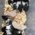 ブラックバンデットの赤ちゃん。