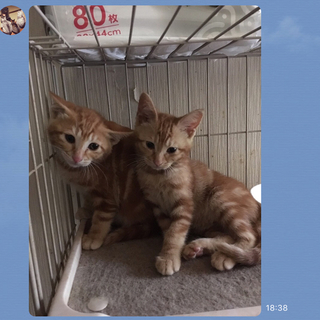 可愛い茶トラの兄妹猫。可愛くて大人しいです！