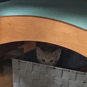 はじめてのおうち