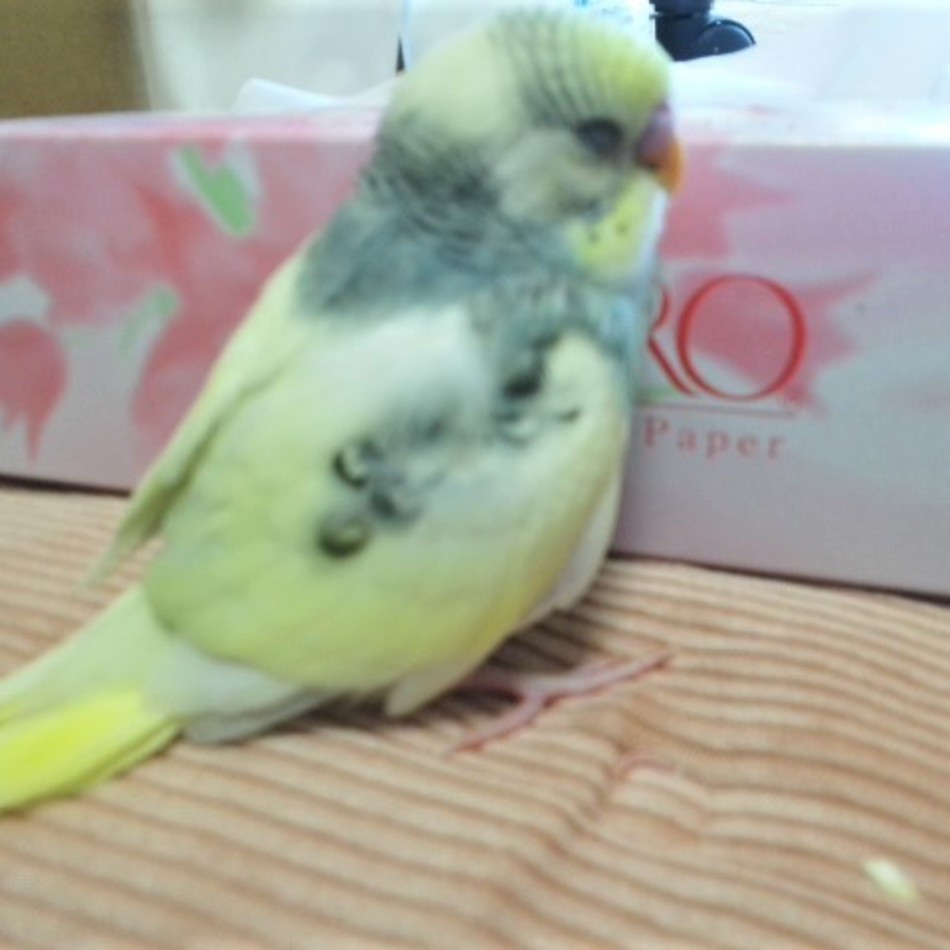 ミケのカバー写真