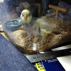 「検診＆爪切り」サムネイル2