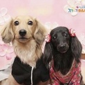 ダックスフンド2匹引き取れる方