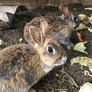 大人のウサギ