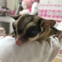 親フクロモモンガ♂※白内障