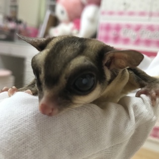 親フクロモモンガ♂※白内障