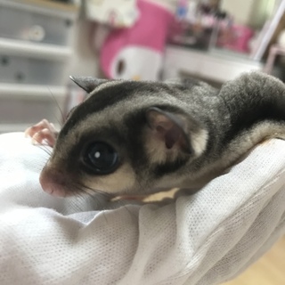 フクロモモンガ♂ ※先天性白内障