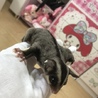 フクロモモンガ♂ ※先天性白内障 サムネイル3