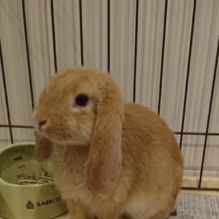 ロップイヤー うさぎ 里親募集中