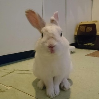 保護うさぎ/98番シャープくん