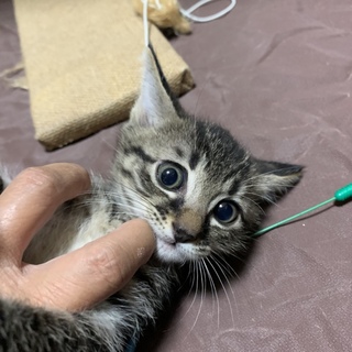 キジトラ子猫ちゃん    動画あり