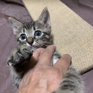 茶 キジトラ子猫ちゃん   動画あり
