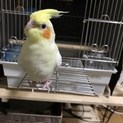 可愛いオカメインコ きぃちゃんです！
