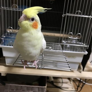 可愛いオカメインコ きぃちゃんです！