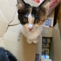 子猫の里親様か保護してくださる方 至急