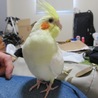 可愛いオカメインコ きぃちゃんです！ サムネイル2